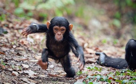 baby chimpanzee facts  young chimpanzees
