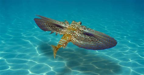 flying fish facts   animals