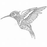 Hummingbird Kolibri Zentangle Stylized Ausmalen Stilisierte Bilder Vektorgrafiken Illustrationen sketch template