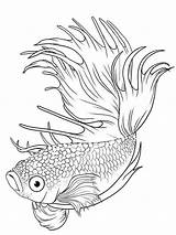 Betta Fighting Drawing Splendens Siamese Lineart Bestcoloringpagesforkids Printable Drawings Colouring Designlooter Poisson Poissons Galleryhip sketch template