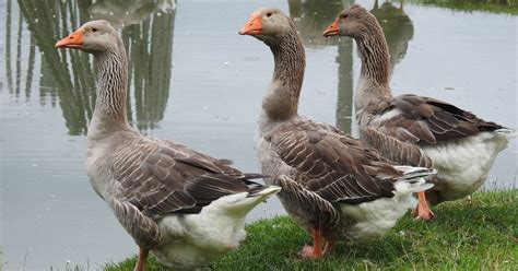 toulouse geese breed care guide  garden magazine