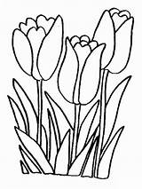 Coloring Pages Tulip Flowers Flower Print Color Kids Recommended sketch template