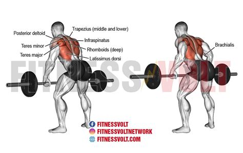 bent  rows benefits muscles worked  variations fitness volt