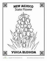 Mexico State Flower Map Coloring Pages Worksheet Worksheets Choose Board Grade sketch template