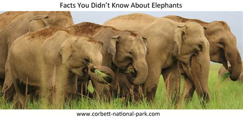facts you didn t know about elephants