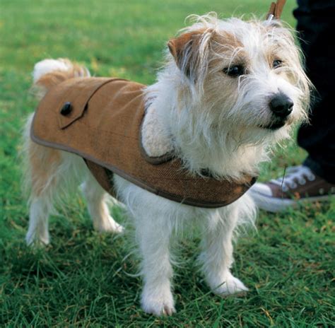 dog winter coat sewing pattern tradingbasis