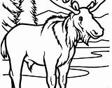 Coloring Elk Pages Bull Getcolorings Printable sketch template