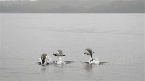 logran fotografiar por primera vez al delfín liso la