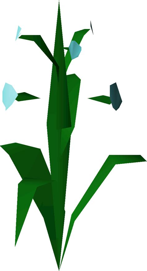 File Flax Plant Png Osrs Wiki