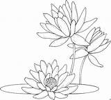 Seerosen Blumen Drei Ausmalbild Malvorlage Coloring Lilies Stained Nenuphar Malvorlagen sketch template