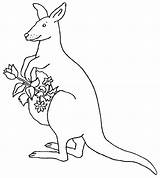 Kangaroo Kangaroos sketch template