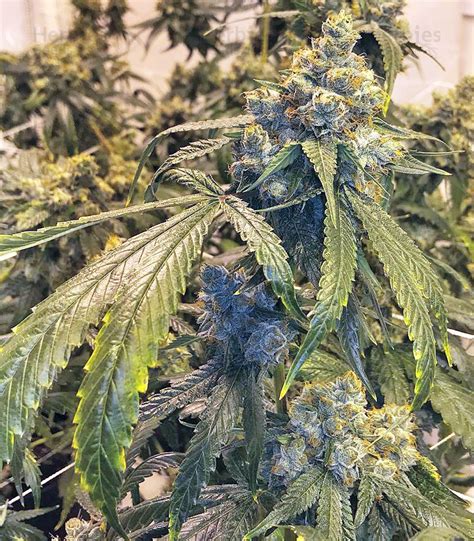 Larry Og Kush Feminized Seeds For Sale Information And Reviews Herbies