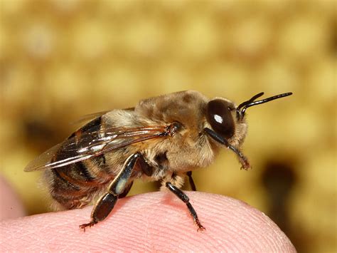 bit  honey bees  carolina bee company