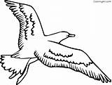 Seagull Coloring Pages Gull Drawing Flying Seagulls Bird Outline Printable Albatross Sea Cartoon Template Kids Clipart Easy Print Birds Cute sketch template
