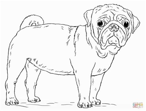 baby pug coloring pages home family style  art ideas