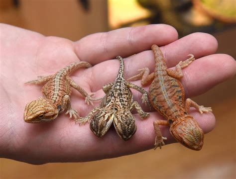 Want To See A Two Headed Lizard Course You Do Metro News