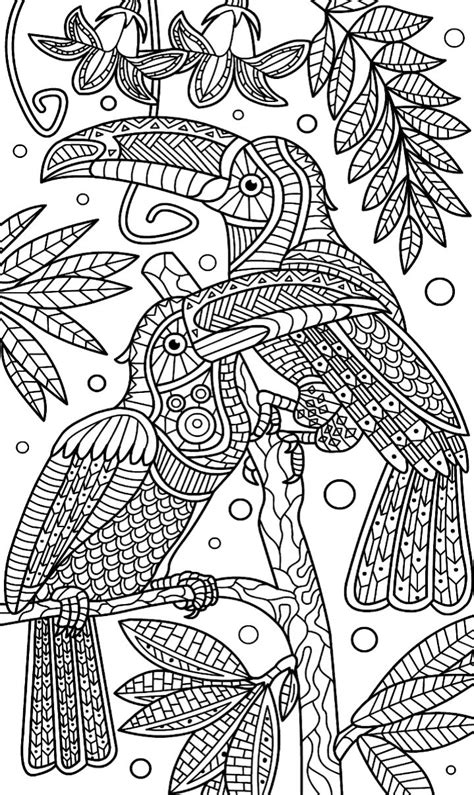 coloring parrot images  pinterest adult coloring pages