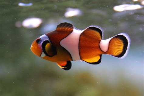 clown fish animalcaresheets