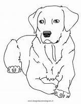 Lab Labrador Puppy Cani Stampare Animali Disegnidacoloraregratis Cagnolini Ausmalbilder Malvorlage Colorare4u Hunde Retriever Getcolorings Condividi Dibujar Disegnare Pinturas Articolo sketch template