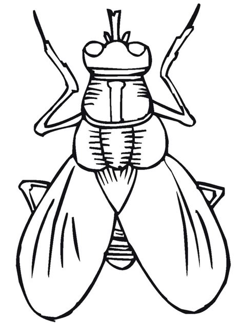 printable bug coloring pages  kids clipart  clipart