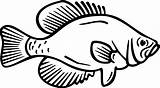 Fish Crappie Silhouette Clip Coloring Clipart Transparent Library Book Use sketch template