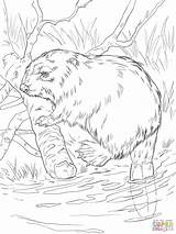 Coloring Beaver River Bank Eurasian Pages Supercoloring Beavers Printable Bever Animal Category Color Castor Crafts Click Drawings Getcolorings Categories sketch template