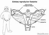 Reproductor Femenino Aparato Aparatos Trompas Falopio Monreal Xool Yerai Fecundacion sketch template