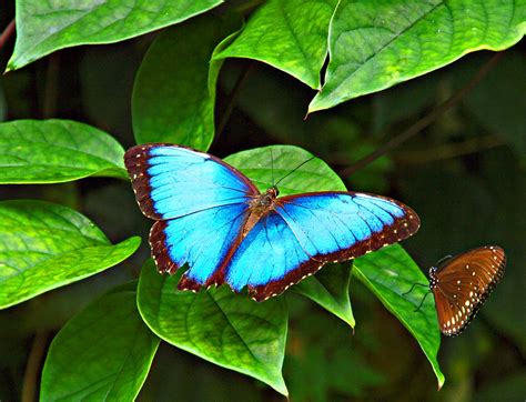 blue morpho butterfly  photo  flickriver
