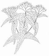 Boneset Eupatorium Perfoliatum Toadshade sketch template