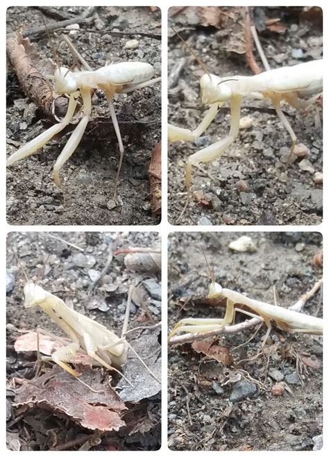 albino praying mantis     yard oc ralbinoanimals