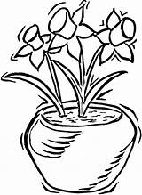 Narcise Daffodils Colorat Desenat Planse Clipartmag Daffodil sketch template
