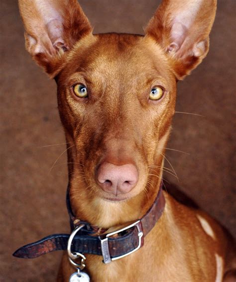 Pharaoh Hound History Personality Appearance Health And