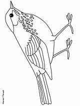 Pages Thrush Disegno Colorare Pasari Desene Meadowlark Calatoare Imagini Hermit Rondine Uccelli Rondini 2284 sketch template