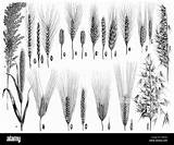 Getreide Getreidearten Arten Getreidesorten Verschiedenen Ausmalbilder Darstellung Historische Faksimile sketch template