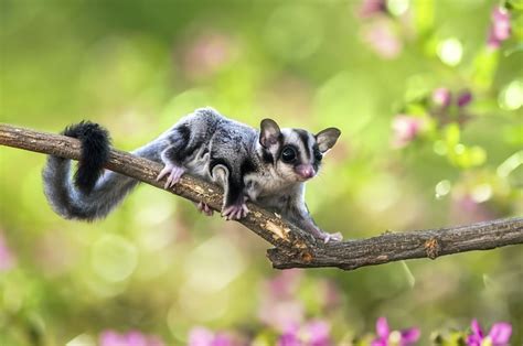 opossum facts animal facts encyclopedia
