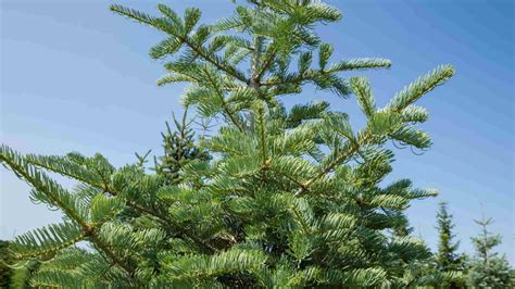 fir tree guide description types growing  care tips