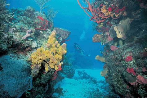 el arrecife de cancun turimexico