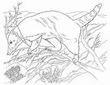 Coati Coloring Pages Designlooter Desert Animals 82kb 796px 1024 sketch template