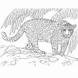 Kleurplaat Jaguar Kleurplaten Oerwoud Katachtigen Dier Leeft Poema Leukvoorkids Leuk sketch template