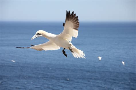 bildet hav fugl vinge seabird flying  nebb virveldyr albatross havsule
