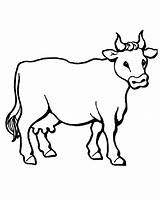 Beef Coloring Animals Printable sketch template