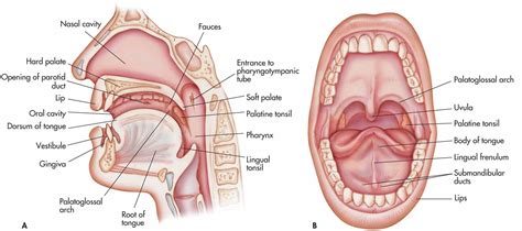 oral cavity diagram unlabeled
