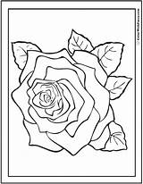 Rosebud Colorwithfuzzy sketch template
