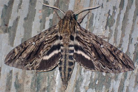 Moths Of North Carolina