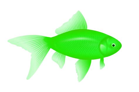 green fish png image transparent image  size xpx