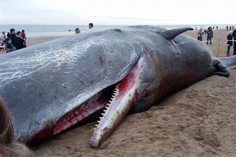 Exclusive Pictures Show 30 Tonne Sperm Whales Wash Up On