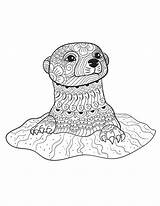 Otter Mandalas Calm Colorings Getdrawings Farm Svaere Tegninger Dyr Nutrias Amzn sketch template