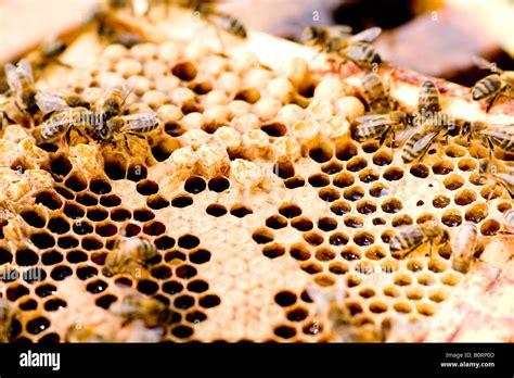 bees  comb  brood cells worker  drone  nectar honey stock photo  alamy