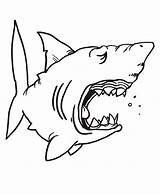 Sharks Requin Jaws Magique Justcolor Squalo Stampare Coloriages Pesci Requins Pesce sketch template
