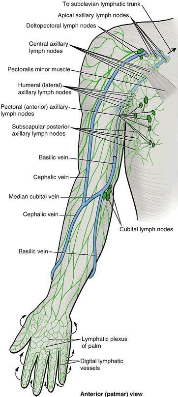 lymph nodes paragon physiotherapy anatomy   shoulder anatomy